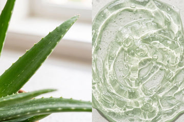 Aloe vera when pregnant: what's safe and what helps